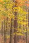 USA, Tennessee, Fall Creek Falls State Park. Forest with autumn foliage. Art Print